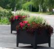 Planter Flox, Tall